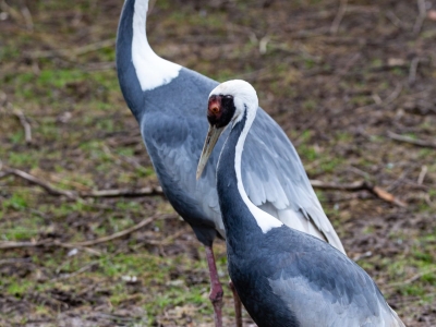 White-naped crane - De Zonnegloed - Animal park - Animal refuge centre 